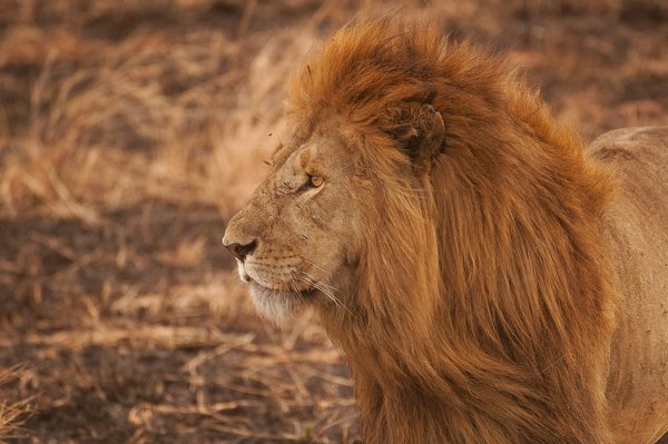 Comment participer à une expédition pour observer les lions en Afrique?