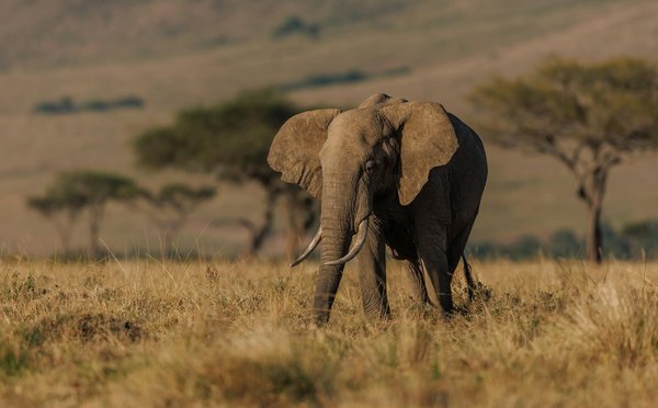 Où faire une randonnée pour observer les éléphants en liberté au Botswana?